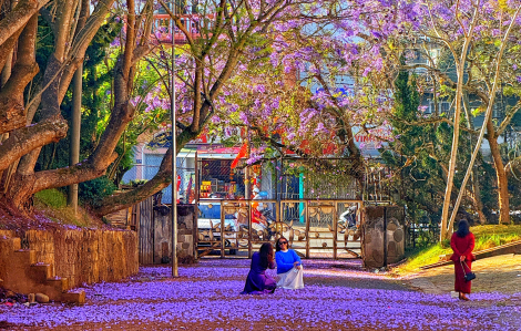 Đà Lạt tháng 3 nhuộm sắc phượng tím mộng mơ