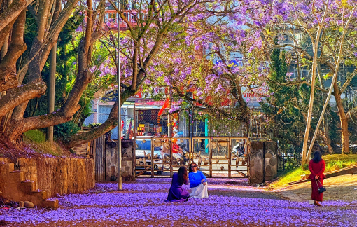Đà Lạt tháng 3 nhuộm sắc phượng tím mộng mơ