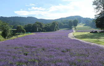 Những cánh đồng hoa 'đẹp quên lối về' chỉ cách Tokyo một tuyến xe bus