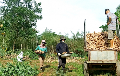 Lên đồi nhổ sắn