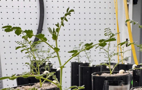 Mỹ trồng thành công đậu gà trong đất mô phỏng Mặt Trăng