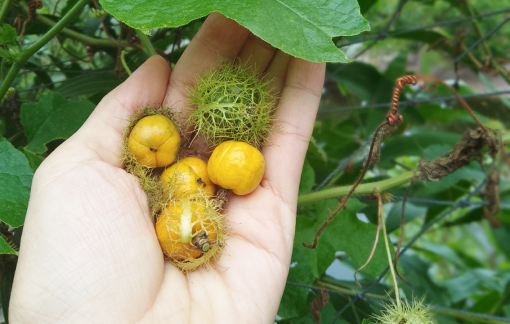 Còn thương rọ heo mọc bên đường