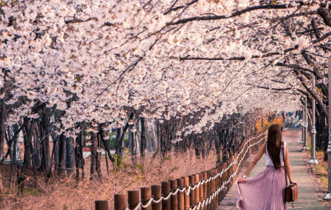 Đi Hàn Quốc ngắm hoa anh đào