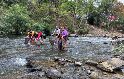 Dân bản cùng bắt cá đặc sản, mở tiệc chiêu đãi khách bên bờ suối