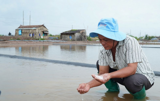 Diêm dân Cà Mau thiệt hại gần 13 tỉ đồng do mưa trái mùa
