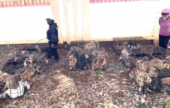 Kiểm tra nhà 1 đối tượng, công an phát hiện 70 con chó bị bắt trộm
