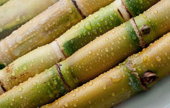 Mùa mía - mùa con nít kiếm tiền