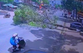 Video cây xanh bật gốc, đè trúng người đi đường