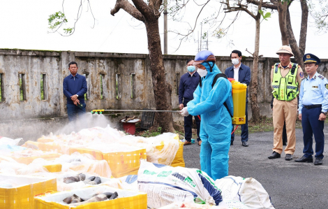 Ngăn chặn gần 2,7 tấn nội tạng động vật không rõ nguồn gốc “tuồn” ra thị trường