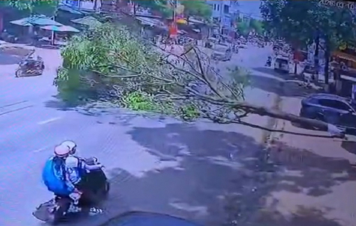 Video cây xanh bật gốc, đè trúng người đi đường