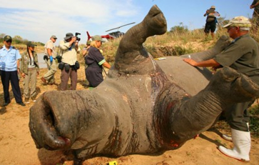 'Đại gia kim cương' Chu Đăng Khoa bị bắt ở Nam Phi