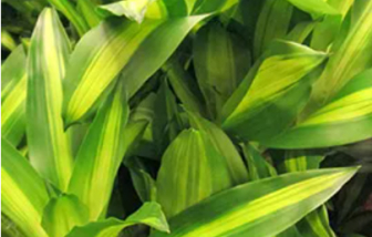 10 loại cây cảnh trong nhà giúp thanh lọc không khí hiệu quả