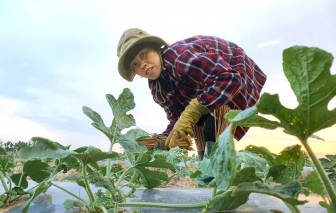 "Du mục" theo những vụ dưa