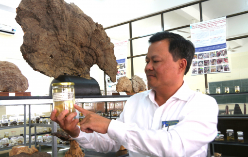 Khám phá 'bảo tàng nấm' độc đáo giữa đại ngàn Tây Nguyên