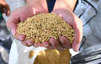 Nông dân thu hoạch lúa sớm vì thiếu nhiên liệu cục bộ