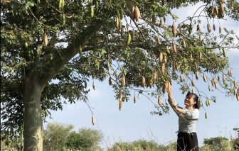 Thằng cháu mê trèo gòn