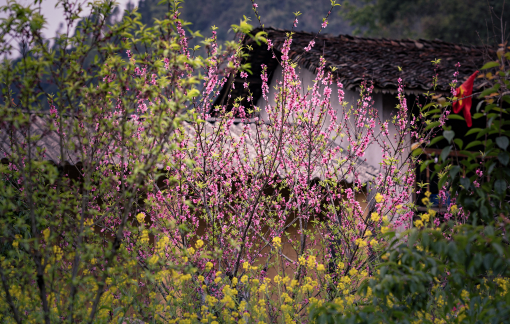 Tháng 3 đi Hà Giang ngắm hoa