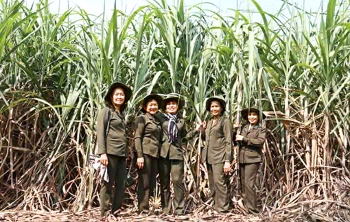 Từ nông trường xanh đến khu dự trữ sinh quyển thế giới - Bài 1: Gặp lại những cô gái từng một thời “áo xanh vỡ đất”