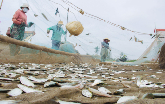 Ngư dân mỏi tay gỡ cá trích, thu tiền triệu mỗi chuyến vươn khơi