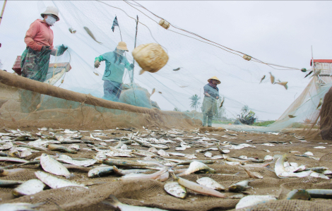 Ngư dân mỏi tay gỡ cá trích, thu tiền triệu mỗi chuyến vươn khơi