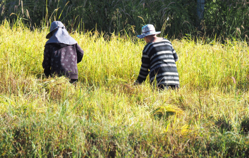 Bữa cơm nghèo yêu thương