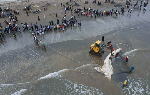 Xác cá voi nặng gần 10 tấn dạt vào bờ biển Nghệ An