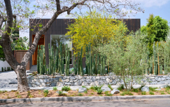 Hàng rào xương rồng tạo điểm nhấn cho ngôi nhà ra sao?