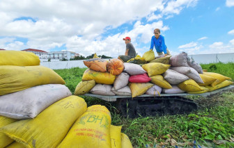 4 nhóm giải pháp cho hạt gạo Việt Nam