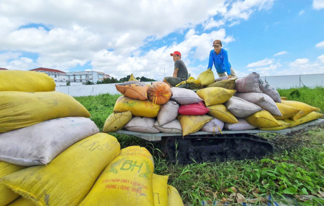 4 nhóm giải pháp cho hạt gạo Việt Nam