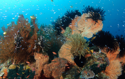 Khí hậu Trái đất đang mất cân bằng 'hơn bao giờ hết'