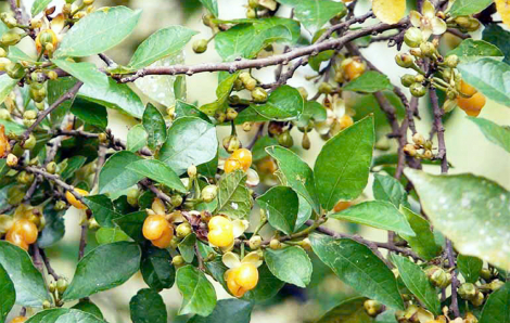 Nhớ thương trái duối tuổi thơ