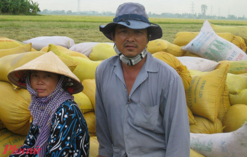 Cấp bách tiêu thụ lúa gạo ở đồng bằng sông Cửu Long