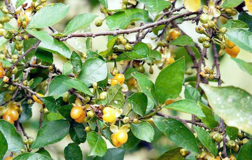 Nhớ thương trái duối tuổi thơ