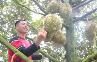 Chuẩn hóa truy xuất nguồn gốc cho sầu riêng xuất khẩu