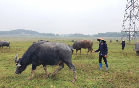 Ai bảo chăn trâu là khổ?