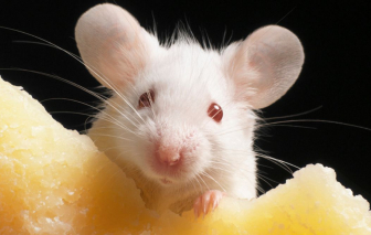 Hé lộ giới hạn của công nghệ nhân bản động vật có vú