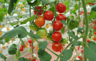 Sai lầm khi trồng cà chua có thể phá hỏng vụ thu hoạch của bạn
