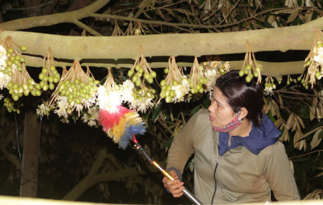 Vào mùa 'xe duyên' cho hoa sầu riêng