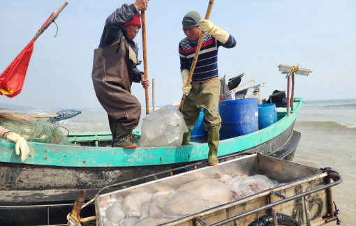 Ngư dân trúng đậm “lộc biển”