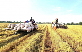 Kiến nghị thu mua tạm trữ để khơi thông dòng chảy cho hạt lúa miền Tây