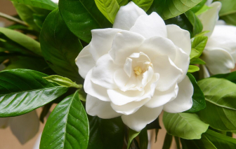 8 loài hoa giúp khu vườn của bạn tràn ngập hương thơm