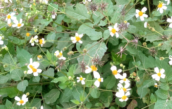 Những vạt xuyến chi tháng Ba