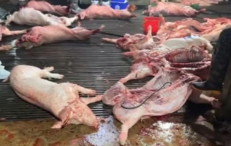 Sau vụ đưa hàng trăm tấn heo bệnh vào trường học, chợ dân sinh, Thủ tướng chỉ đạo 'nóng'