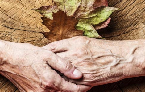 Những chiếc lá vàng khô