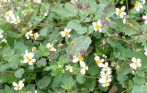 Những vạt xuyến chi tháng Ba