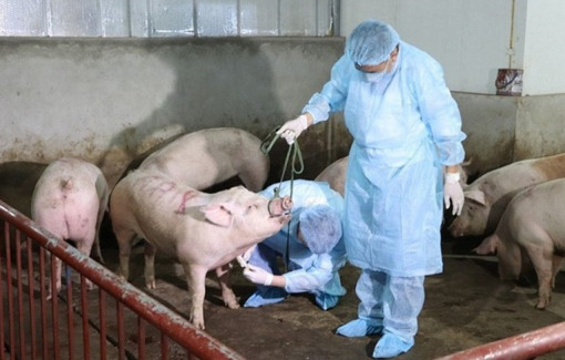 Sau vụ đưa heo bệnh vào trường học, chợ, Thủ tướng chỉ đạo lập chuyên đề kiểm tra toàn quốc