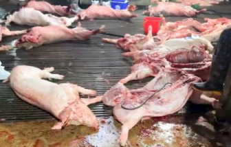 Sau vụ phát hiện gần 300 tấn thịt heo bệnh, Bộ Y tế yêu cầu công khai các bếp ăn vi phạm