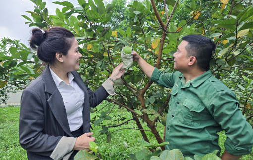 Kỹ sư nông nghiệp bỏ chức Giám đốc, về nhà trồng ổi thu hàng trăm triệu đồng
