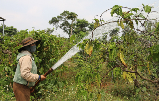 Vượt bão giá xăng dầu, nông dân Tây Nguyên tìm lối đi mới