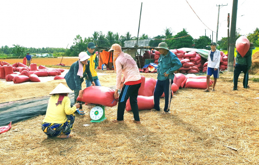 Nâng cấp và chính danh nghề “cò lúa”